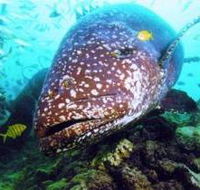 Lady Musgrave Island Dive Sites - Yamba Accommodation