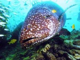 Lady Musgrave Island Dive Sites - Yamba Accommodation 0