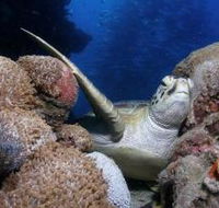 Light House Bommie Dive Site - Yamba Accommodation