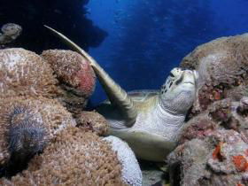 Light House Bommie Dive Site - Yamba Accommodation 0