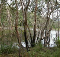 Mount Rooper Circuit and Swamp Bay Track - Yamba Accommodation