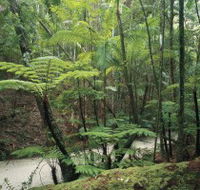 Fraser Island Great Walk - Yamba Accommodation