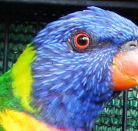 Fraser Coast Wildlife Sanctuary - Yamba Accommodation