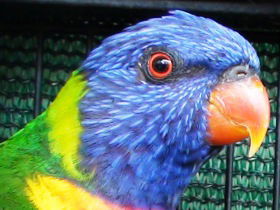 Fraser Coast Wildlife Sanctuary - Yamba Accommodation 0