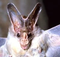 Mount Etna Caves National Park - Yamba Accommodation