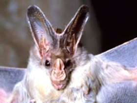 Mount Etna Caves National Park - Yamba Accommodation 0