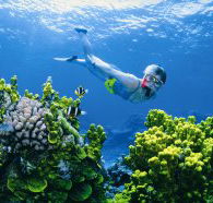 Wheeler Reef Dive Site - Yamba Accommodation