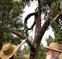 Charleville - Outback Native Timber Walk - Yamba Accommodation