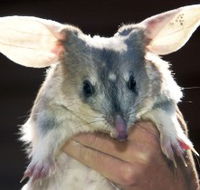 Charleville - Bilby Experience - Yamba Accommodation
