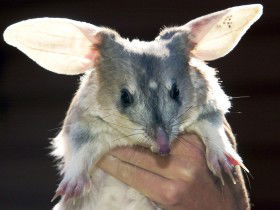 Charleville - Bilby Experience - Yamba Accommodation 0