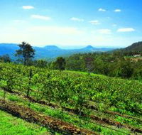 Preston Peak Wines - Yamba Accommodation