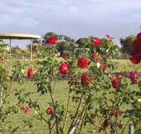 Elizabeth Park Rose Gardens - Yamba Accommodation