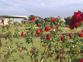 Elizabeth Park Rose Gardens - Yamba Accommodation 0