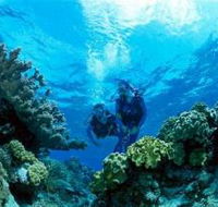 Coral Gardens Dive Site - Yamba Accommodation
