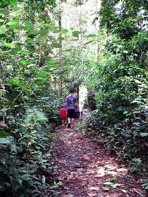 Malanda Falls Rainforest Walk, Malanda Falls Conservation Park - Yamba Accommodation 0