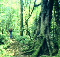 Mt Superbus - Yamba Accommodation