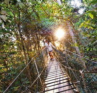 Tree Top Walkway - Yamba Accommodation