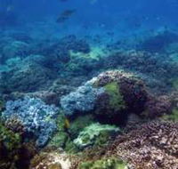 Hoffman's Rocks Dive Site - Yamba Accommodation