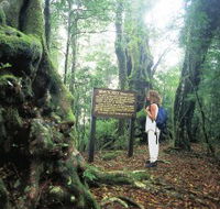 Tooloona Creek circuit - Yamba Accommodation