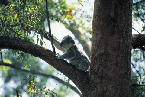 Daisy Hill Conservation Park - Yamba Accommodation 0