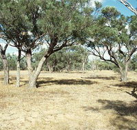 Forest Den National Park - Yamba Accommodation
