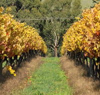 Wild Dog Winery  Restaurant - Yamba Accommodation