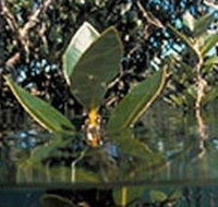 Jawbone Marine Sanctuary - Yamba Accommodation