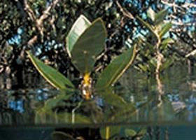 Jawbone Marine Sanctuary - Yamba Accommodation 0