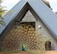 Halls Gap Zoo - Yamba Accommodation