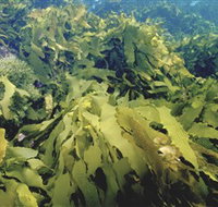 Barwon Bluff Marine Sanctuary - Yamba Accommodation