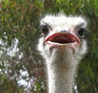 The Vault - Hastings Ostrich Farms  Crown Exotic Leather - Yamba Accommodation