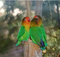 Ballarat Bird World - Yamba Accommodation