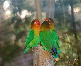 Ballarat Bird World - Yamba Accommodation 0