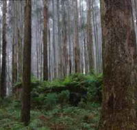 Kinglake National Park - Yamba Accommodation