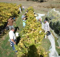 Blakes Estate Winery - Yamba Accommodation