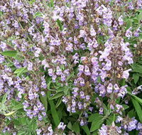 Otway Herbs - Yamba Accommodation