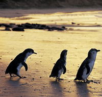 Phillip Island Nature Park - Yamba Accommodation