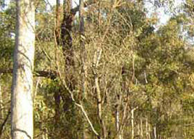 Warby-Ovens National Park - Yamba Accommodation 0