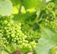 Waratah Hills Vineyard - Yamba Accommodation
