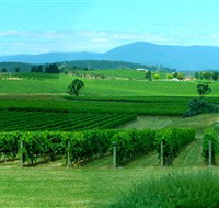 Acacia Ridge Vineyard - Yamba Accommodation