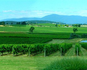 Acacia Ridge Vineyard - Yamba Accommodation 0