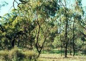 Dingwall VIC Yamba Accommodation