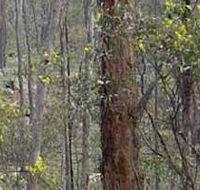 Heathcote-Graytown National Park - Yamba Accommodation