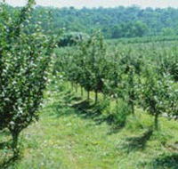 Pettys Orchard - Yamba Accommodation