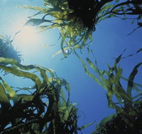 Marengo Reefs Marine Sanctuary - Yamba Accommodation