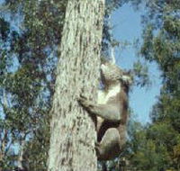 Creswick Regional Park - Yamba Accommodation
