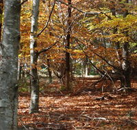 RJ Hamer Arboretum - Yamba Accommodation