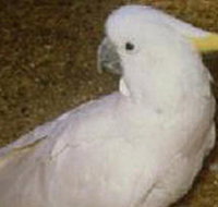 Plenty Gorge Park - Yamba Accommodation