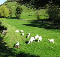 Goats of Gaia Soap - Yamba Accommodation