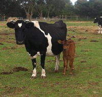 Animal Land Children's Farm - Yamba Accommodation